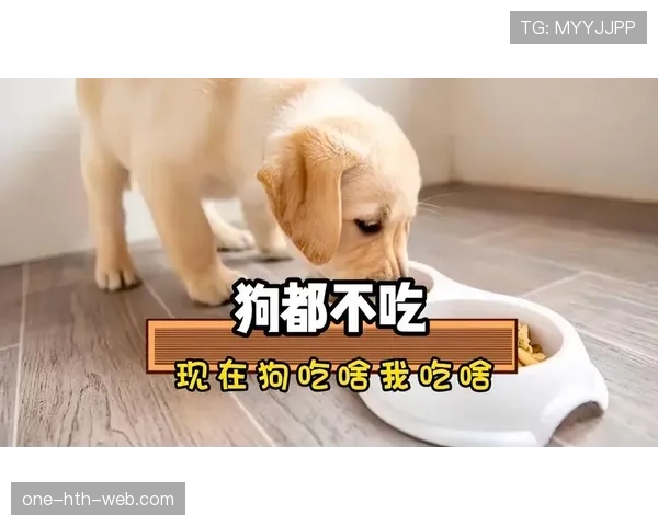 拉菲尼亚家的狗吃的都比我好